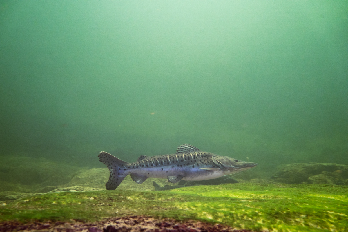 Large shovelnose catfish swimming over the riverbed