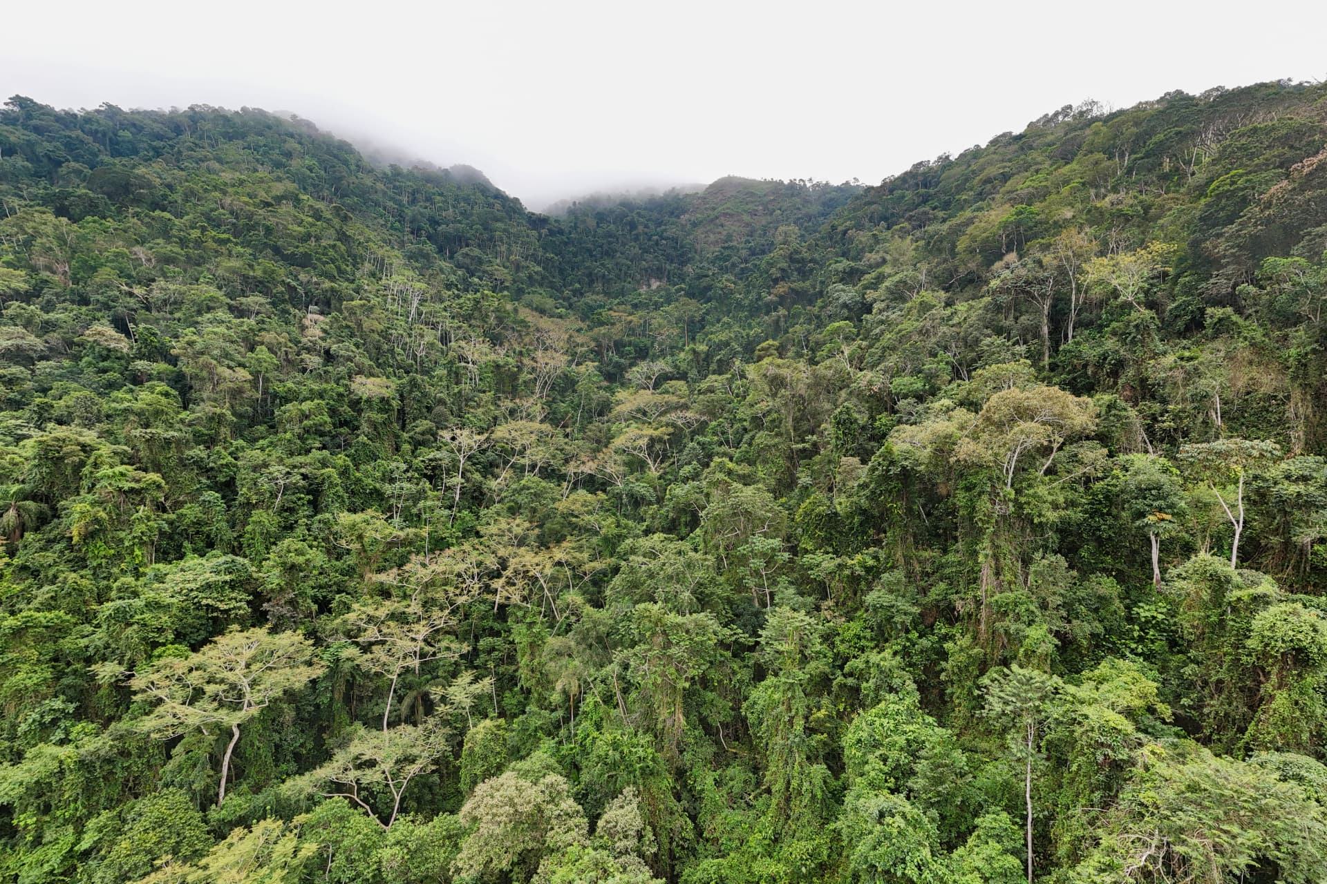 Dense Atlantic rainforest covering the mountains of Vale do Ribeira