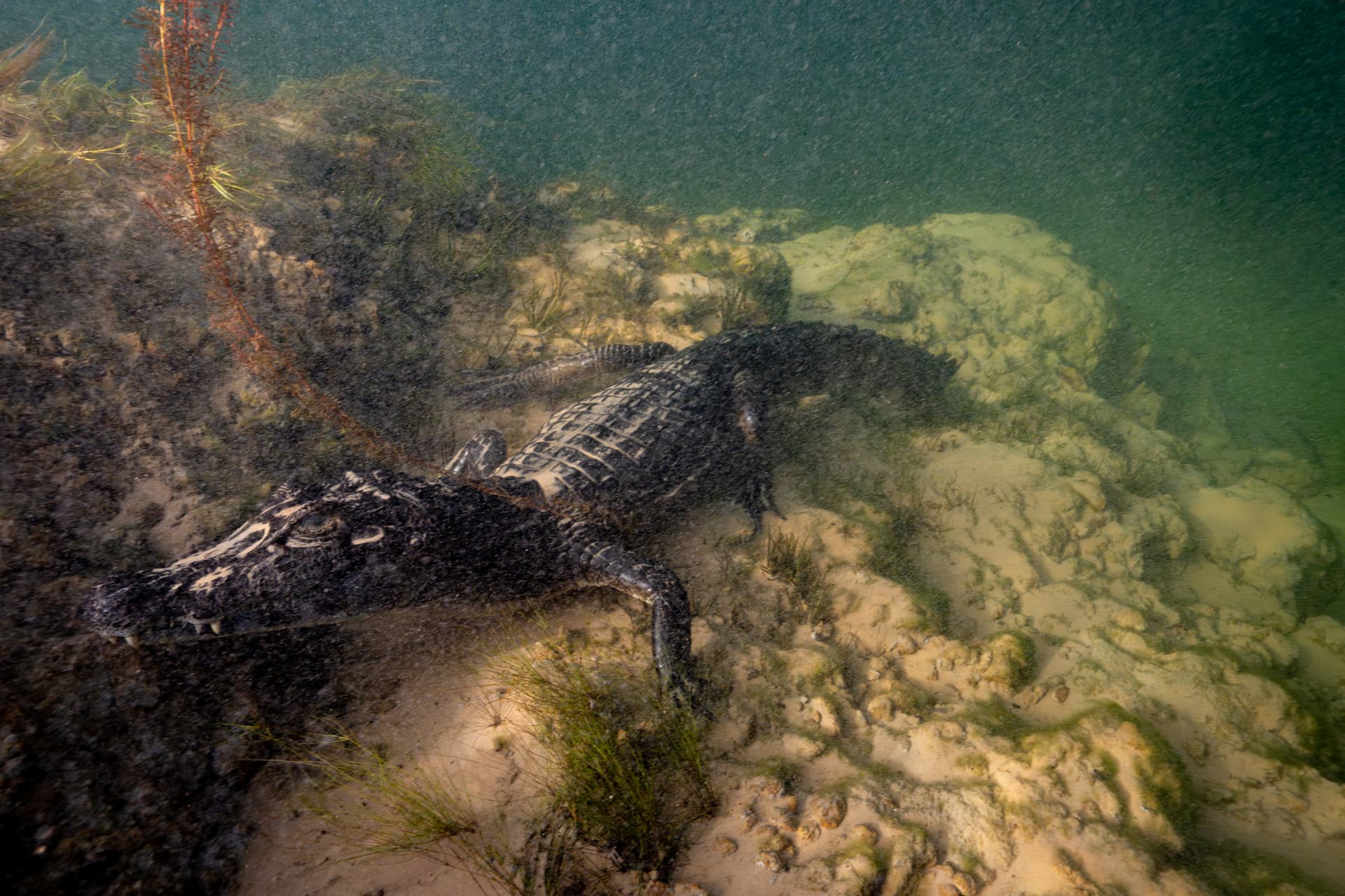 Freshwater stingray and underwater plants in the clear Pantanal water
