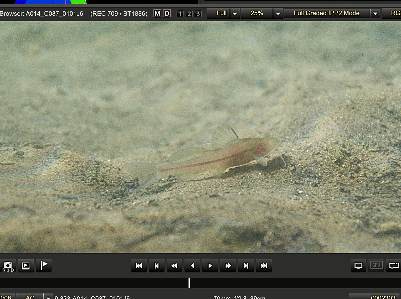 Film camera screen showing a fish on the sandy cave floor