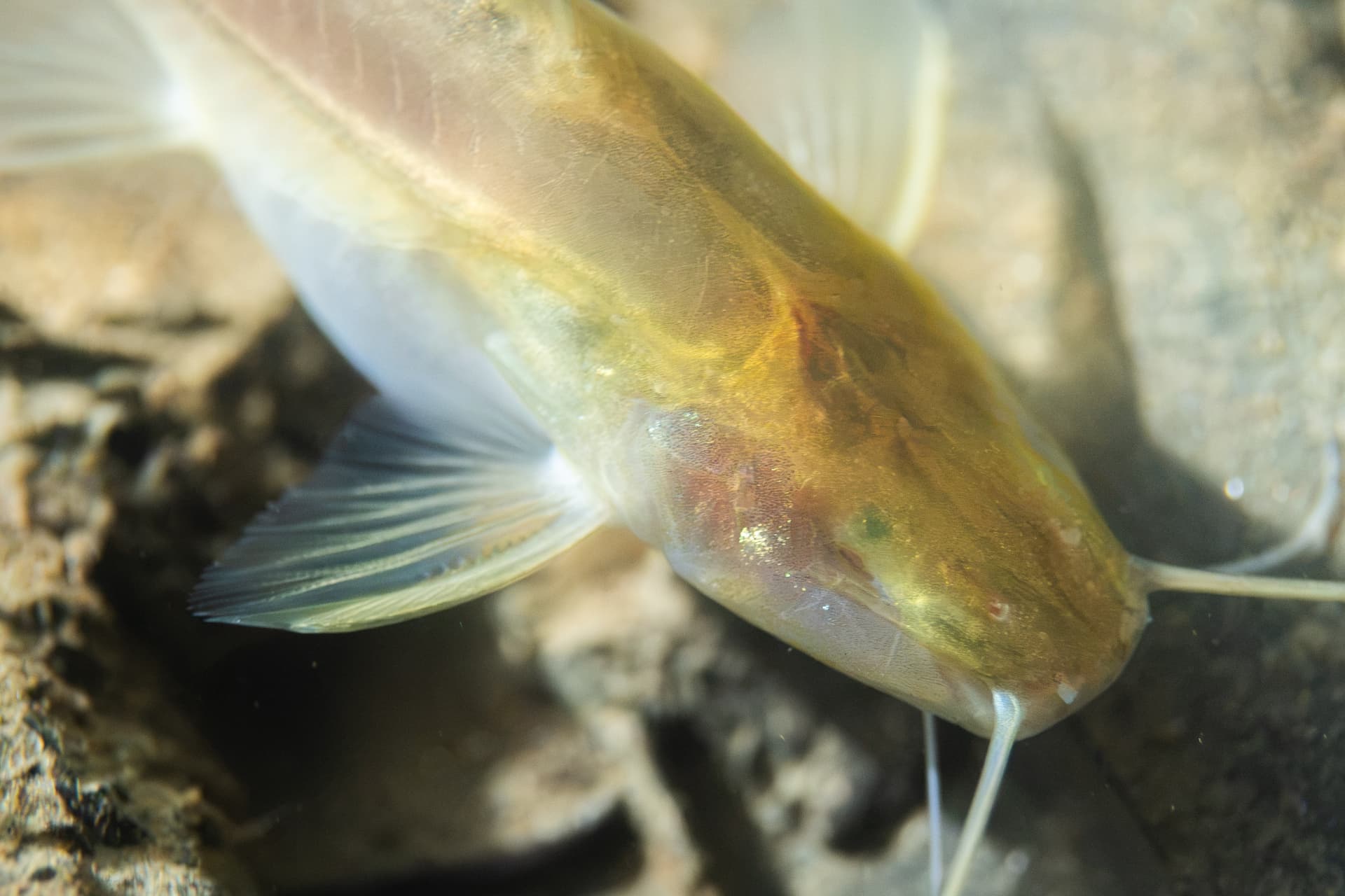 The Ribeira de Iguape expedition