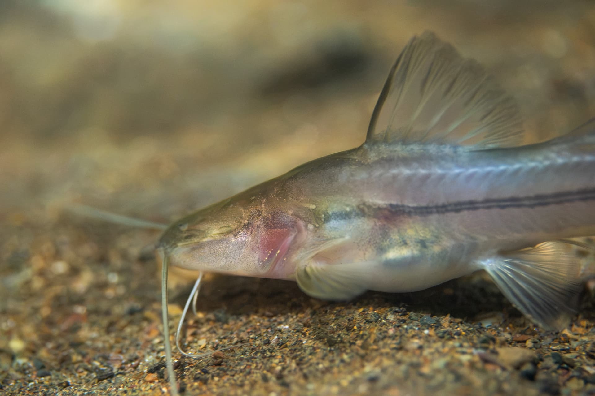 Brazilian blind catfish swimming above the cave floor