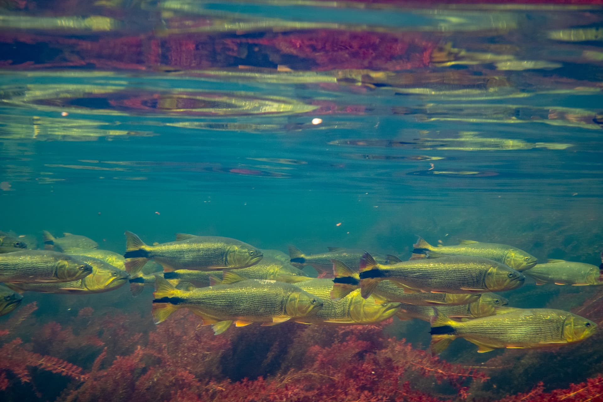 School of golden dourado swimming in clear water