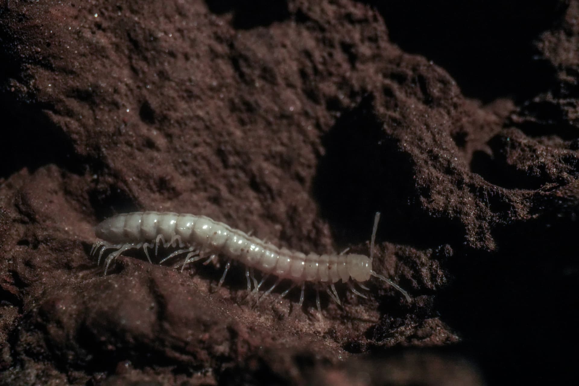 Cave-adapted millipede on dark rock inside Resurgência de Bombas