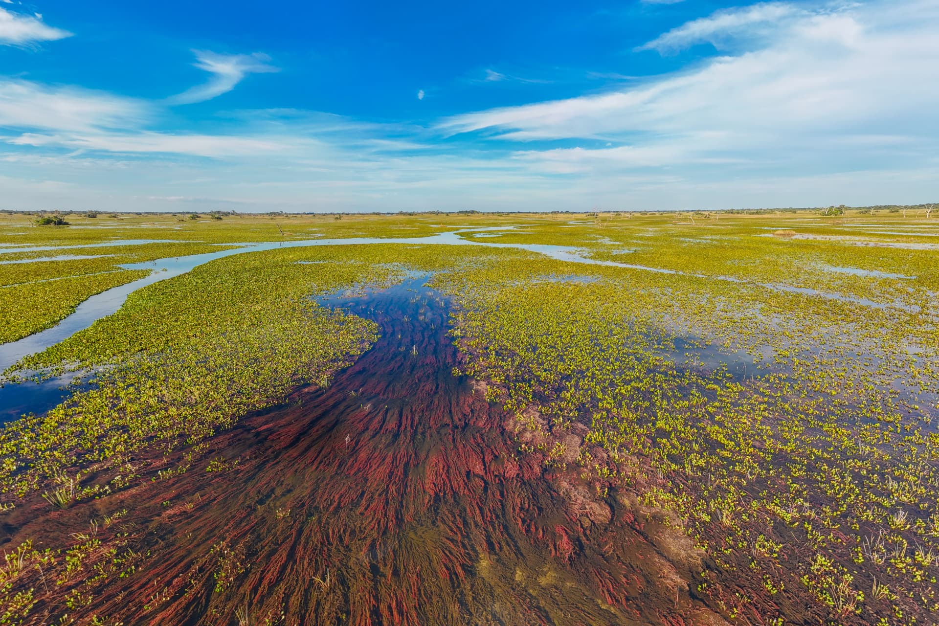 Aerial view of winding waterways and vegetation in the western Pantanal