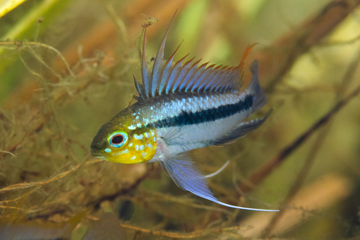 Apistogramma cichlid swimming among aquatic plants